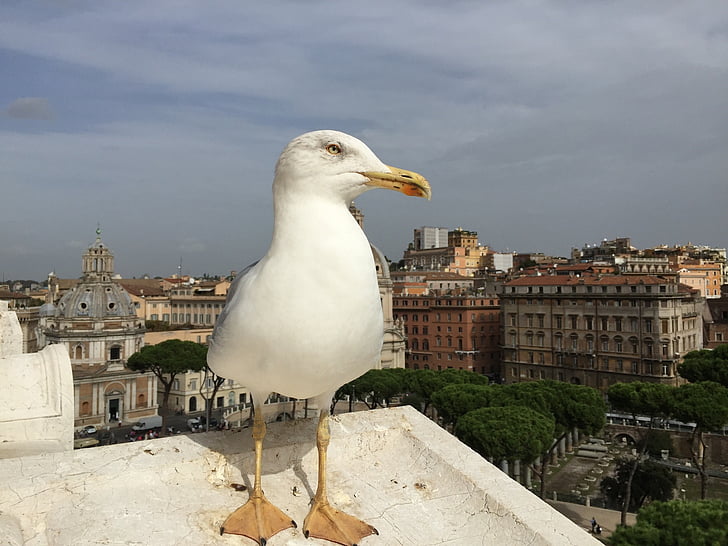 chim mòng biển, Rome, Xem, thành phố, đi du lịch, kiến trúc, tòa nhà