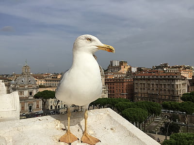 seagull, rome, view, city, travel, architecture, buildings
