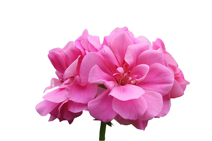 pelargonie, fialová, růžová, Bloom, květ, otevřít, izolovaný