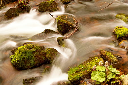 bach, black forest, forest, nature, water, long exposure, river
