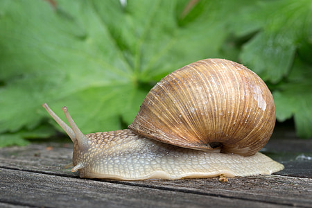Gastropoda, hlemýžď, měkkýš, zvíře, Shell, slizký, Příroda
