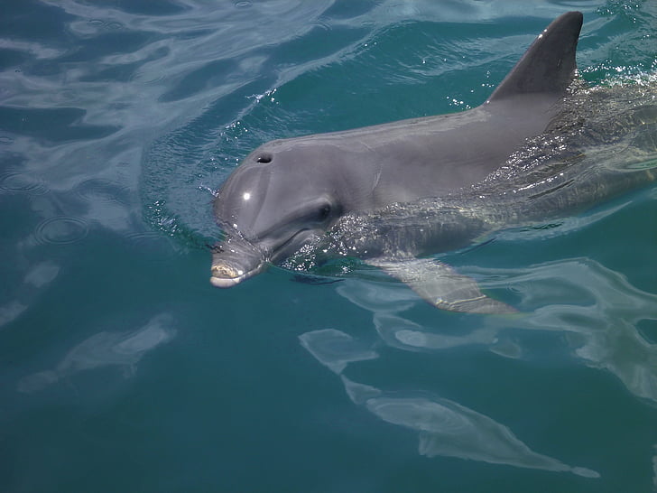 delfīns, jūra, dzīvnieki, daba