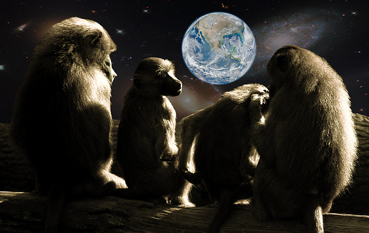 원숭이의 행성, 원숭이, 개 코 원숭이, 우주, 지구, outlook, tv 시청