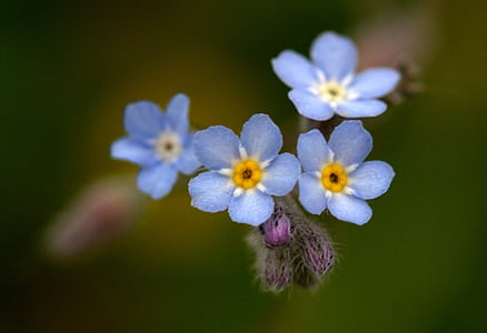 метличина, цвете, синьо, малко, диви, лагер, растителна
