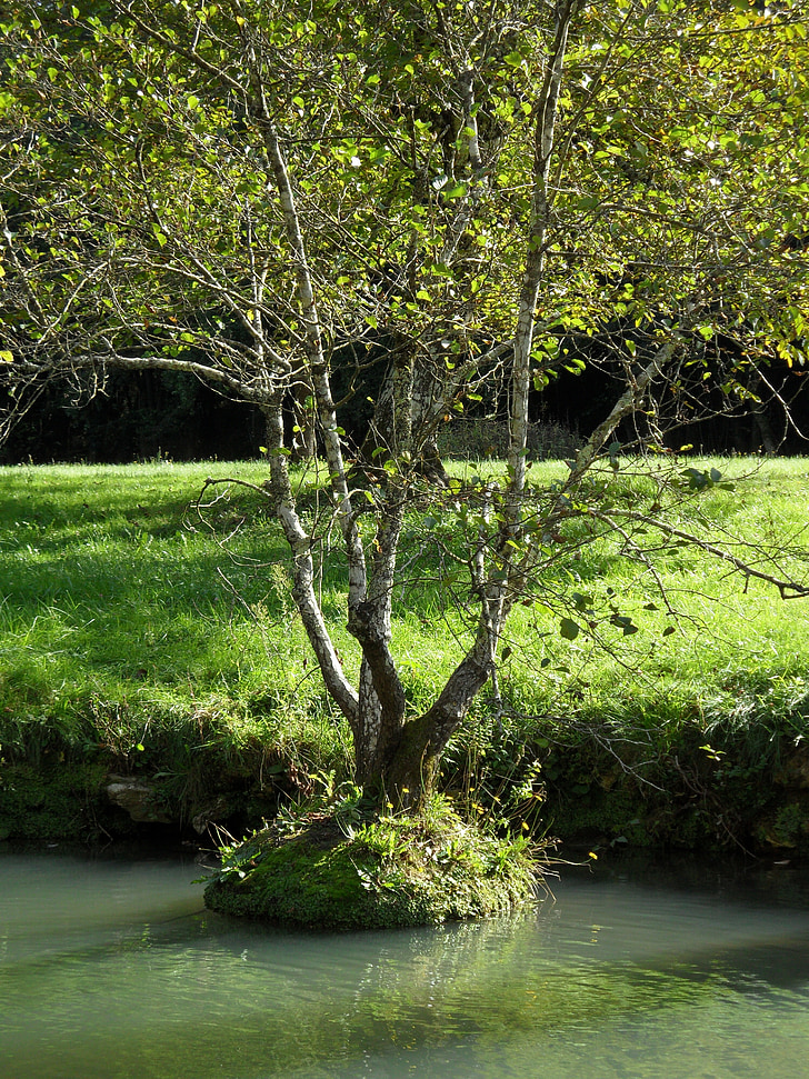 tree, water, field