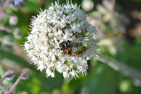 serangga, Hummel, kumbang, bunga, bunga, putih