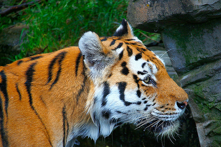 Tiger, Orange, vit, svart, djur, Predator, exotiska
