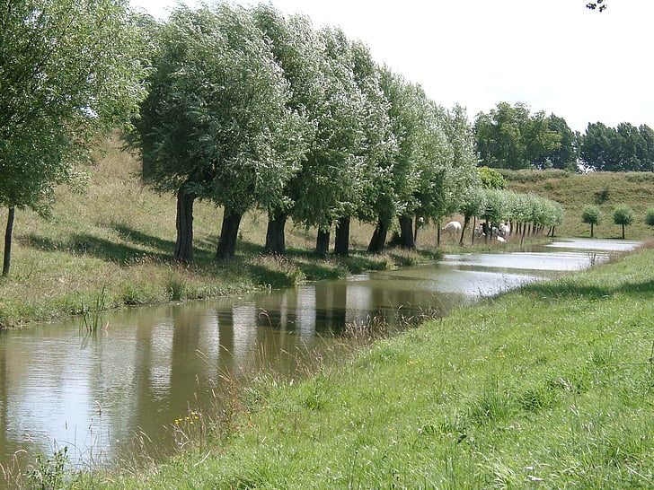 nature, trees, water, natural water, holland