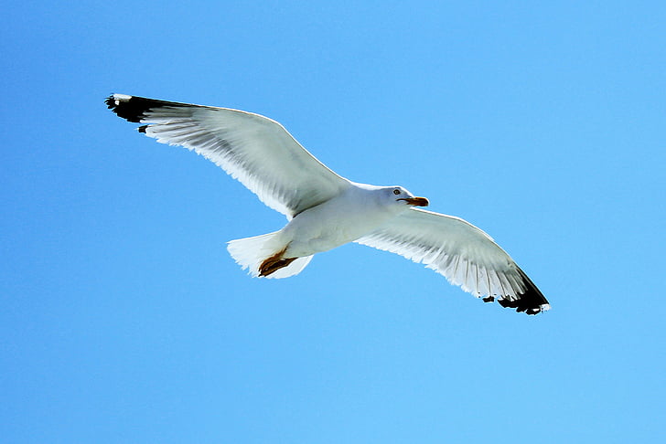 Seagull, Sky, fluga