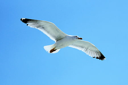 Seagull, hemel, vliegen