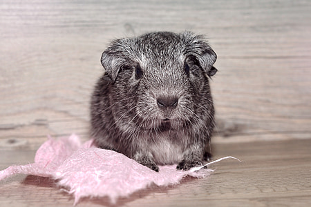 guinea pig, young animal, smooth hair, black and white agouti, silver, nager, rodent