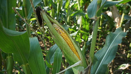 maïs, Cornfield, rijp, oogst, maïs op de kolf, teelt, landbouw