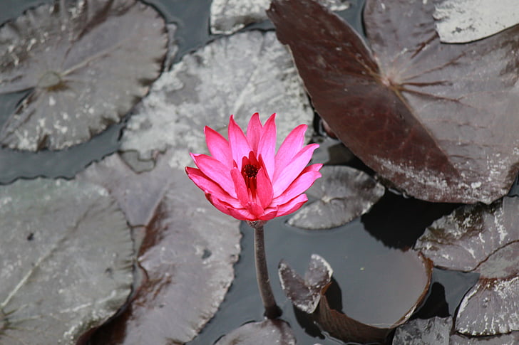 ziedi, Lotus, rozā, Pavasaris