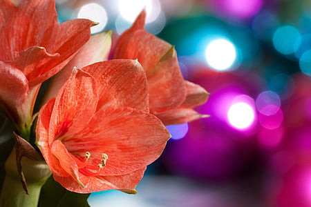 amaryllis, salmon pink, blossom, bloom, flower, plant, botany