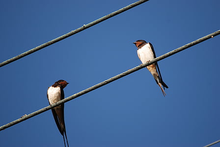 自然, 鸟, 燕子, 空气, 蓝色, 电缆, 线程