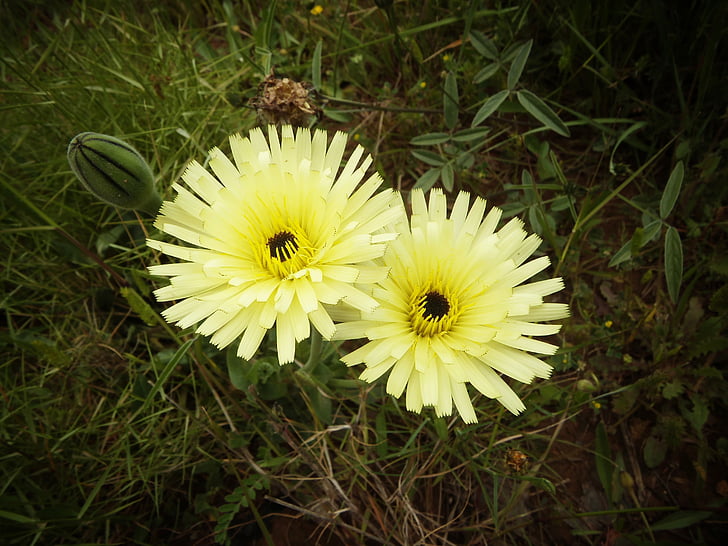 wild flowers, yellow, nature, flowers, flowering, yellow flower, field
