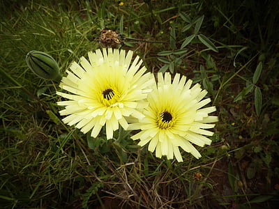 bunga liar, kuning, alam, bunga, berbunga, bunga kuning, bidang