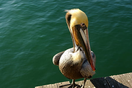 Pelican, fuglen, vann, nebb, dyr