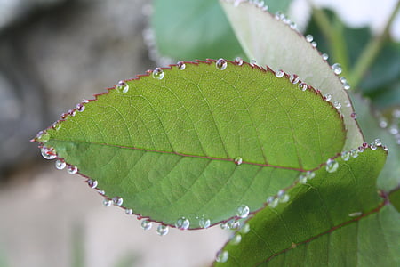 lá, rosebush, giọt nước, sương, màu xanh lá cây