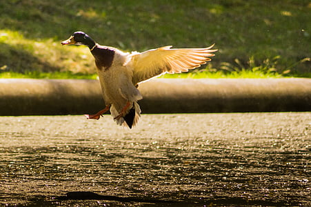 animal, beak, duck, flying, lake, landing, nature