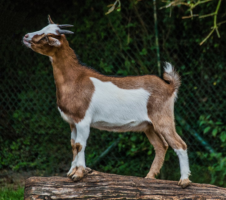 geit, Billy goat, dierlijke portret, kinderboerderij