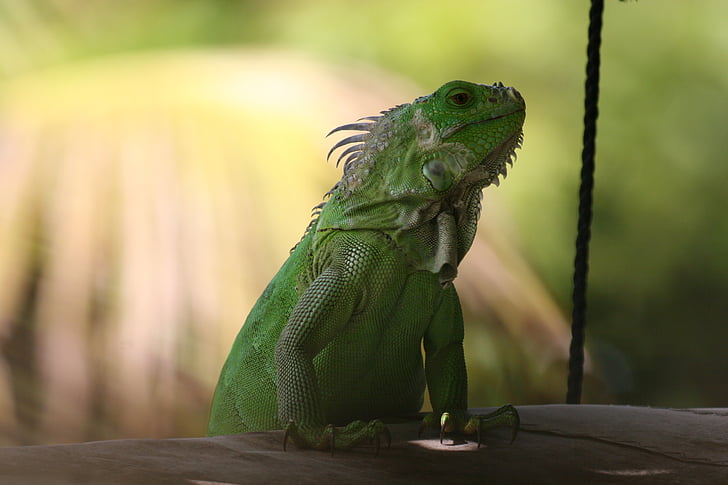 Iguana, Yeşil, Batı Hint Adaları, doğa, Yeşil iguana, kertenkele, sürüngenler
