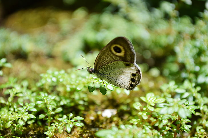 papillon, petit papillon, innocent, mignon, animal, gros plan, Sri lanka