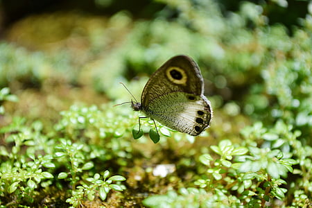 borboleta, pequena borboleta, inocentes, bonito, animal, close-up, Sri lanka