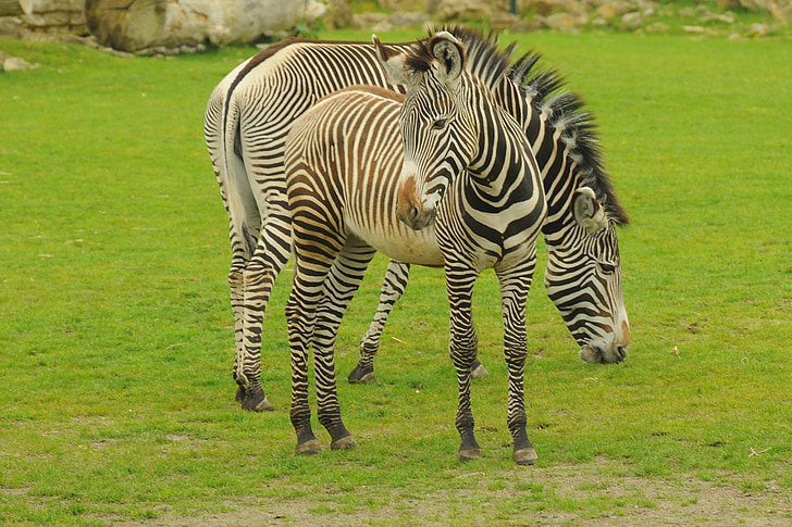 Zoo di, animale, Zebra