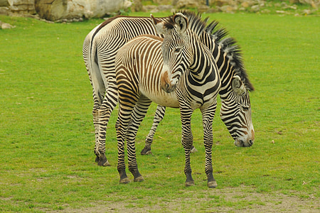 ogród zoologiczny, zwierząt, Zebra