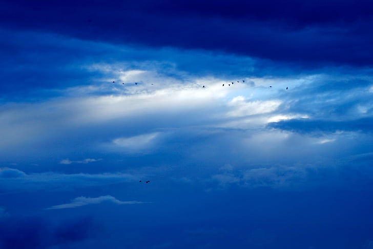 ptice, plavo nebo, oblaci, svjetlo, nebo, oluja