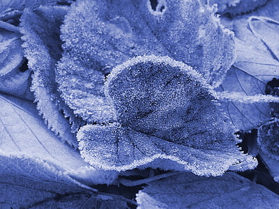 Lindenblätter, gefroren, Blau, Winter, Kälte, Raureif, lila