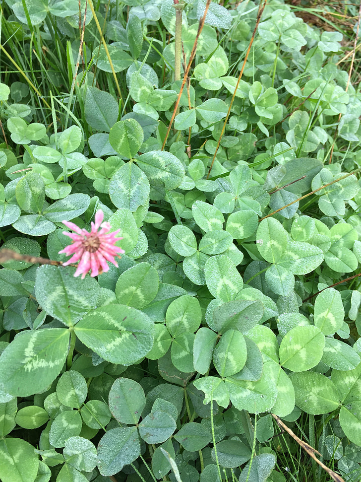 plant, green, nature, clover, meadow, leaf