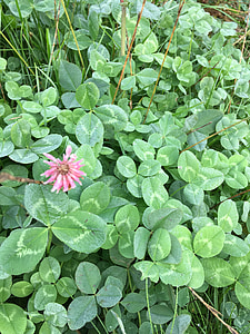 plant, green, nature, clover, meadow, leaf