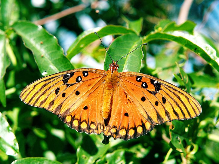 kupu-kupu, hewan, alam, warna-warni, serangga, terbang, sayap