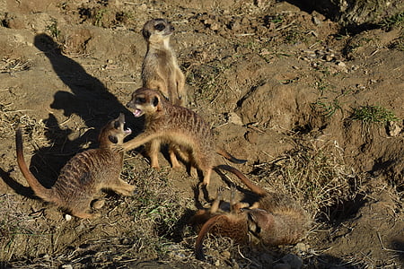 meerkat, fight, nature, family, mammal, curious, sand