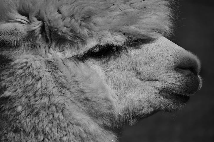 alpaca, animal, wool, mammal, fluffy, nature, wildlife photography