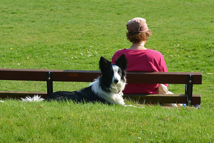 border collie, dog, canine, laying down, resting, attentive, working