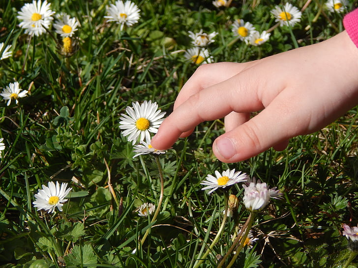 ranka, vaikas, žolės, Ramunė, pavasarį