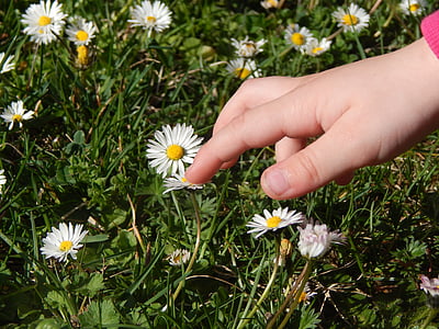 roko, otrok, trava, marjetice, pomlad