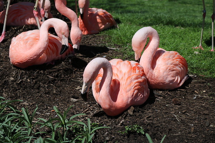 Dzień Ziemi, flamingi, Natura, ptak, różowy, ogród zoologiczny, zwierząt
