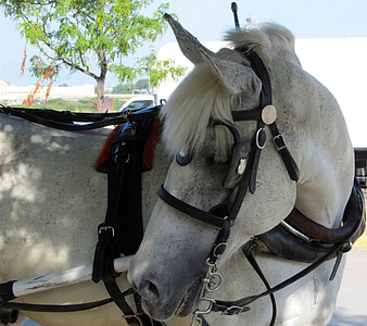horse, white, blinders, harness, head, carriage, street