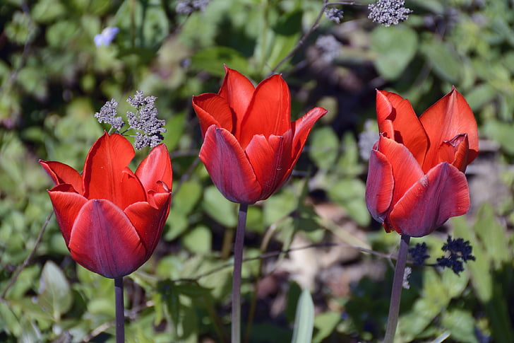 Tulipaner, tulpenbluete, blomster, forår, åbne, rød, natur