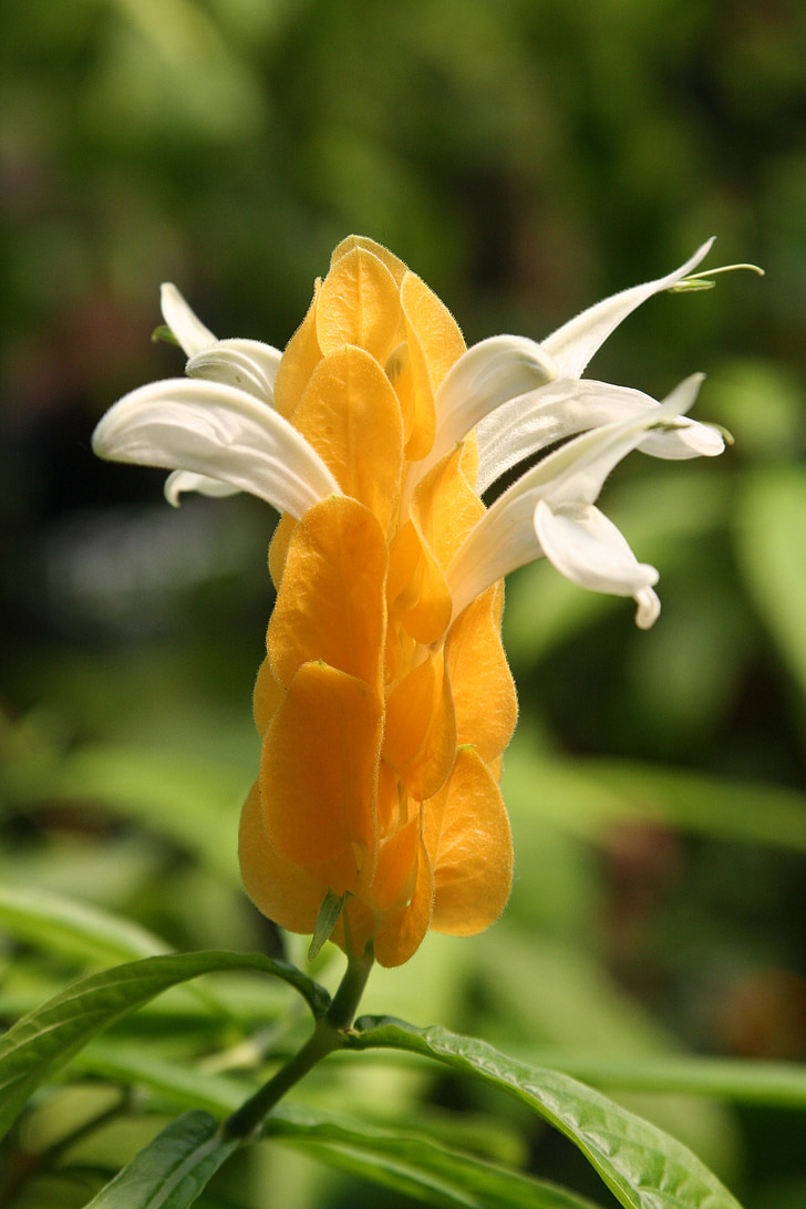 blossom, bloom, yellow, close