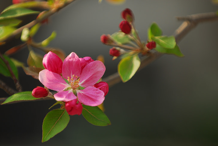 Весняні квіти, квіти, рожева квітка, Природа, краєвид, завод, Пелюстка