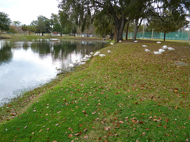 white ibis, birds, water, flock, city park, ocala florida