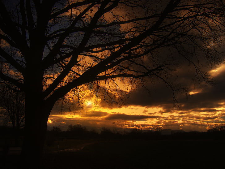 tree, sunset, beautiful, sky, clouds, golden, still