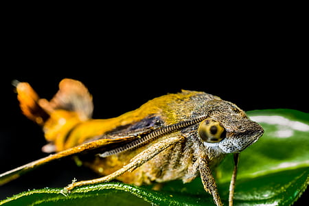moth, butterfly, insect, close, animal, nature, wildlife