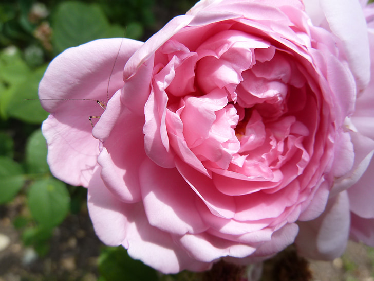 tõusis, roosa, õis, Bloom, roosa õitega, roosa roos, lilled