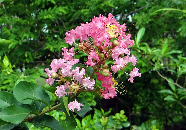 surunauha myrtti, kukka, vaaleanpunainen, Saoni, Lagerstroemia indica, Lythraceae, Goa